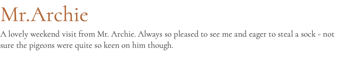 Mr.Archie A lovely weekend visit from Mr. Archie. Always so pleased to see me and eager to steal a sock - not sure the pigeons were quite so keen on him though.