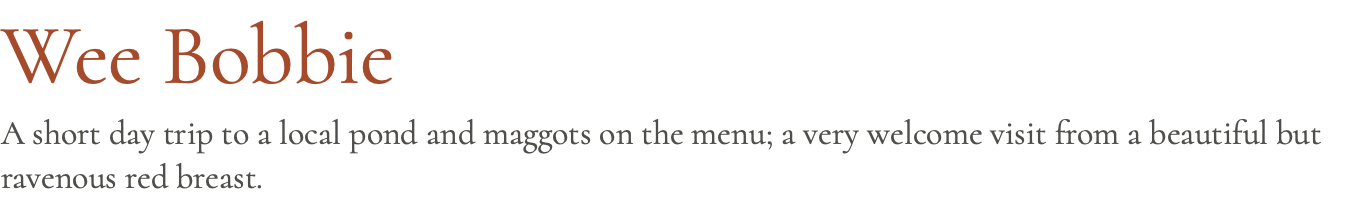 Wee Bobbie A short day trip to a local pond and maggots on the menu; a very welcome visit from a beautiful but ravenous red breast.