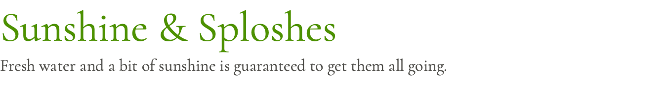 Sunshine & Sploshes Fresh water and a bit of sunshine is guaranteed to get them all going.