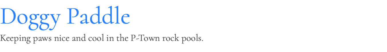 Doggy Paddle Keeping paws nice and cool in the P-Town rock pools.