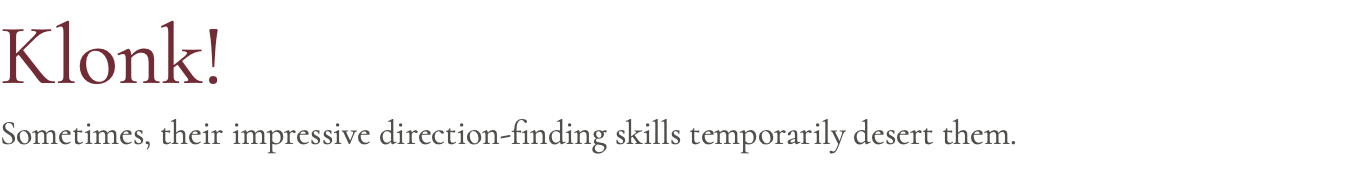 Klonk! Sometimes, their impressive direction-finding skills temporarily desert them. 