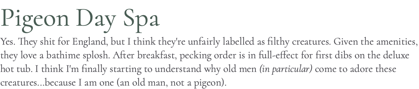 Pigeon Day Spa Yes. They shit for England, but I think they're unfairly labelled as filthy creatures. Given the amenities, they love a bathime splosh. After breakfast, pecking order is in full-effect for first dibs on the deluxe hot tub. I think I'm finally starting to understand why old men (in particular) come to adore these creatures...because I am one (an old man, not a pigeon).
