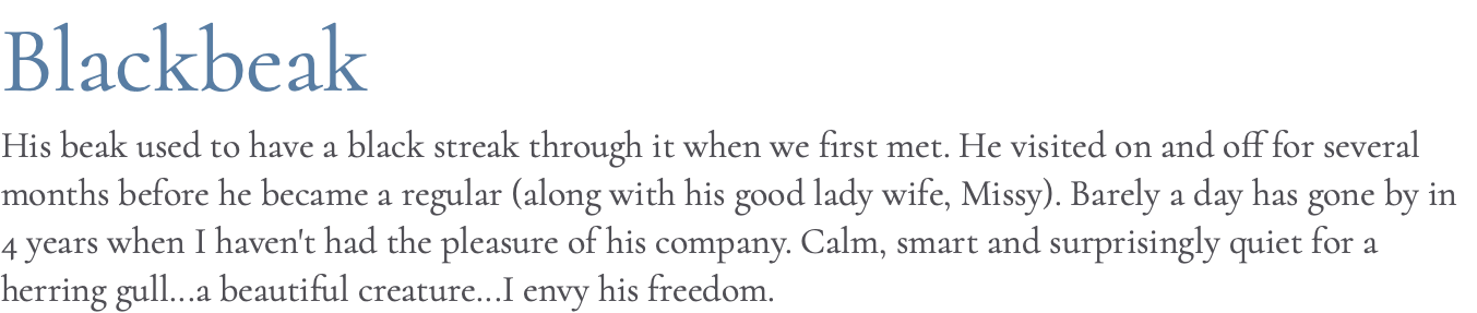Blackbeak His beak used to have a black streak through it when we first met. He visited on and off for several months before he became a regular (along with his good lady wife, Missy). Barely a day has gone by in 4 years when I haven't had the pleasure of his company. Calm, smart and surprisingly quiet for a herring gull...a beautiful creature...I envy his freedom.
