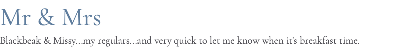 Mr & Mrs Blackbeak & Missy...my regulars...and very quick to let me know when it's breakfast time.