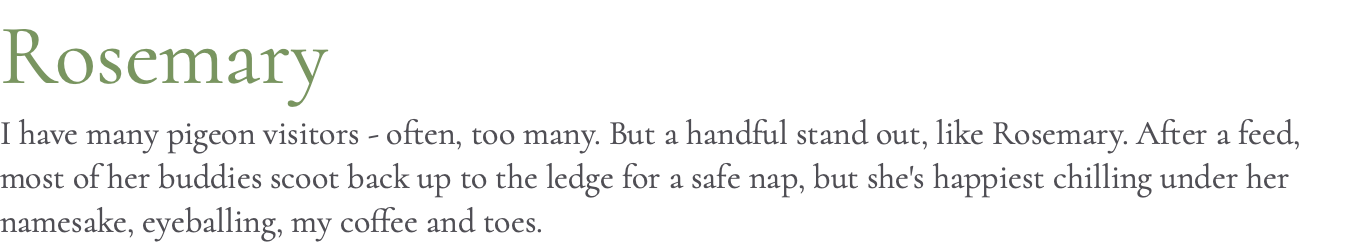 Rosemary I have many pigeon visitors - often, too many. But a handful stand out, like Rosemary. After a feed, most of her buddies scoot back up to the ledge for a safe nap, but she's happiest chilling under her namesake, eyeballing, my coffee and toes.