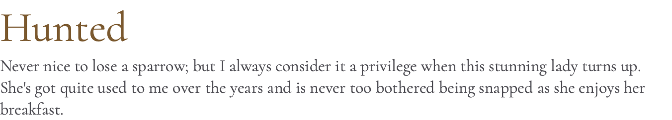 Hunted Never nice to lose a sparrow; but I always consider it a privilege when this stunning lady turns up. She's got quite used to me over the years and is never too bothered being snapped as she enjoys her breakfast.