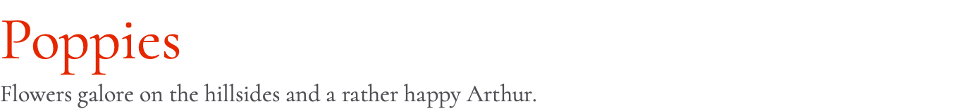 Poppies Flowers galore on the hillsides and a rather happy Arthur.