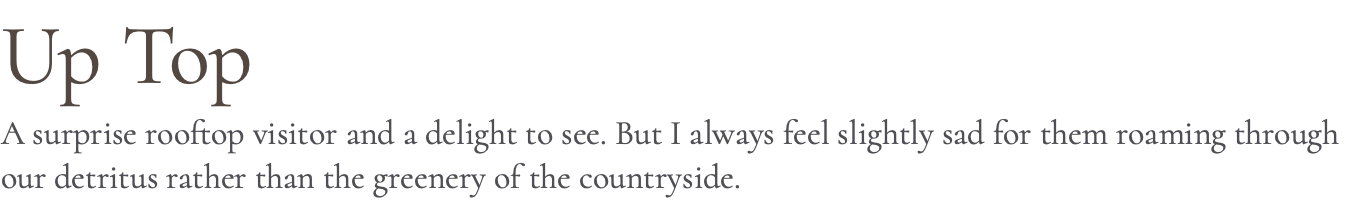 Up Top A surprise rooftop visitor and a delight to see. But I always feel slightly sad for them roaming through our detritus rather than the greenery of the countryside.